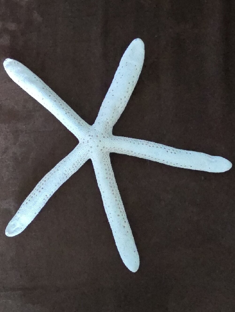 Real Decorative White Two Starfish and Sand Dollar And Sea Biscuit! - Picture 10 of 12